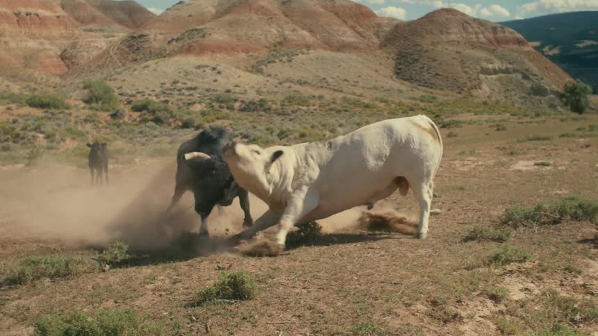 Black and white bulls fight each other in the field