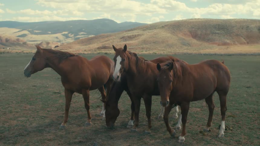 There are horses that are hanging out in the desert area