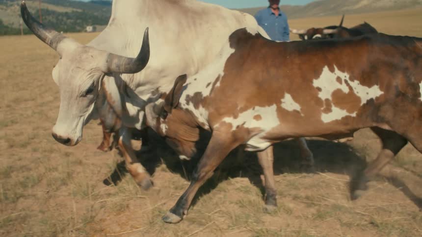 Cattle playfully playing on a pasture in the countryside