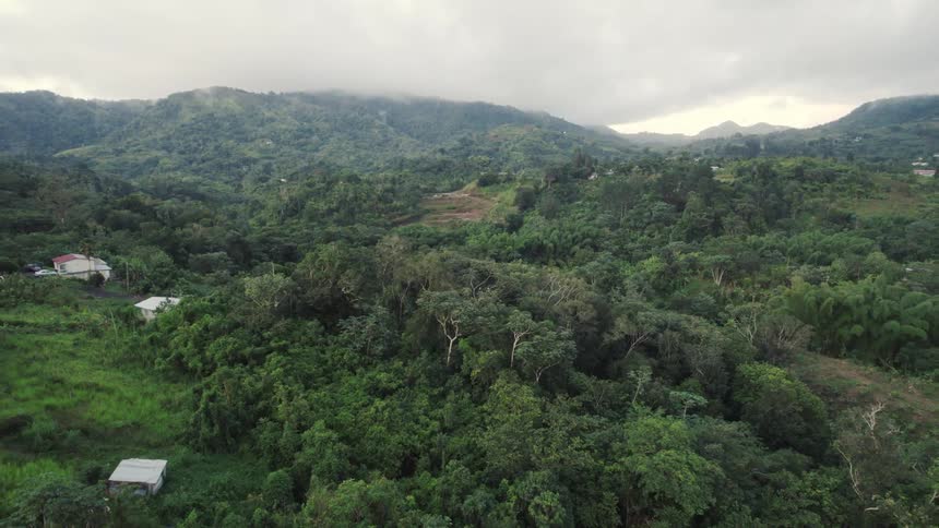The view is of the forest that you can see in the day time