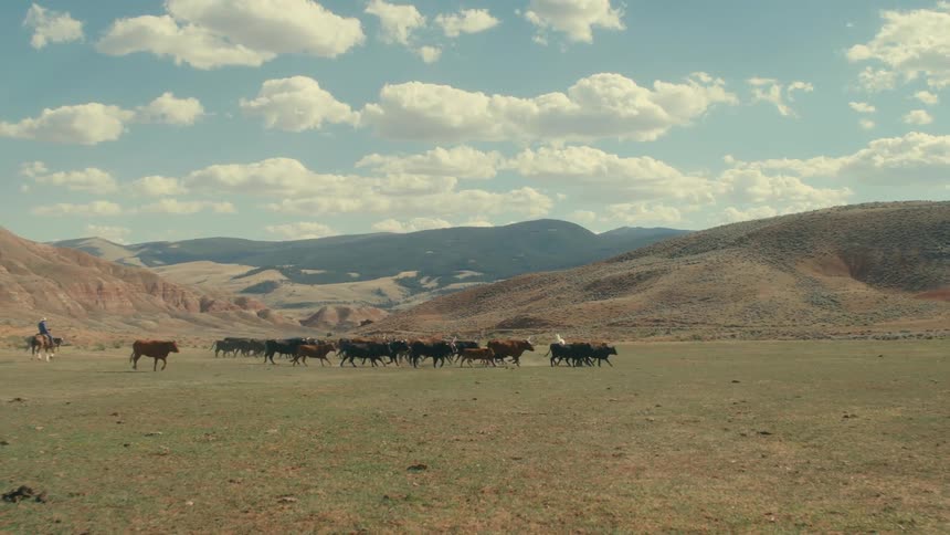 Cattle is running through a grassland area during the day