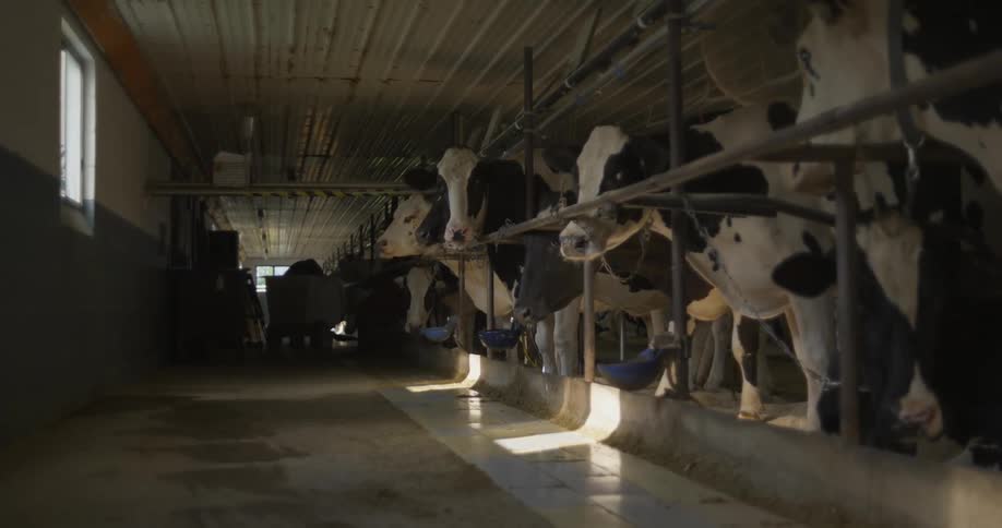 Man cleaning a cowshed with a shovel while cows feed looking at the camera