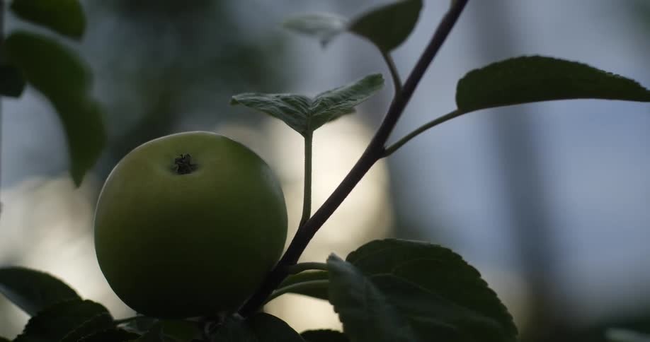Ripe apple swaying on a tree branch in the wind