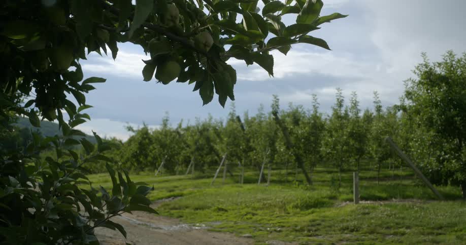 The vineyard has many rows of crops