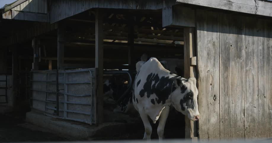 Cow standing at the entrance of a barn on a farm at morning