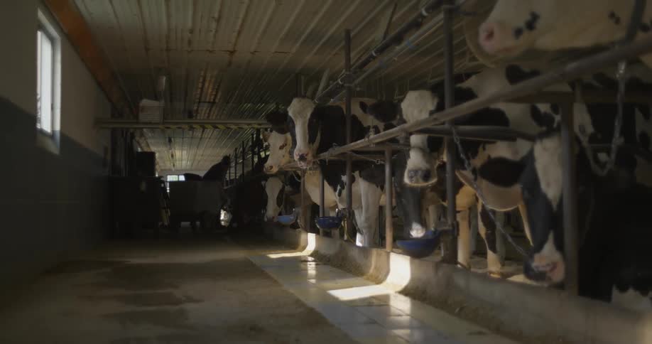 A worker is feeding cows at a farm