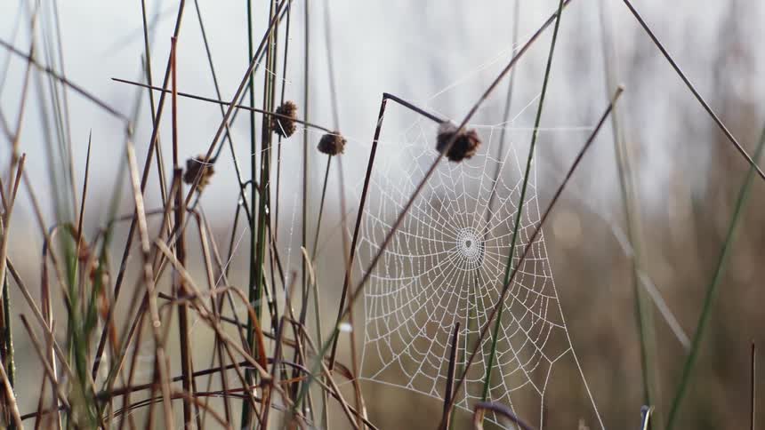 A spiderweb in tall grass in a field