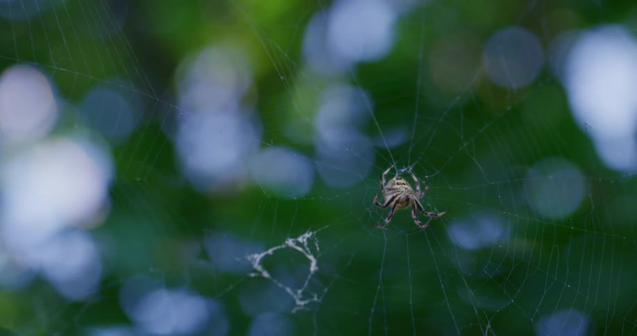 Striped spider works on its partly torn web outdoors