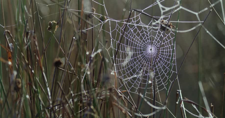 Spider web in wild grass