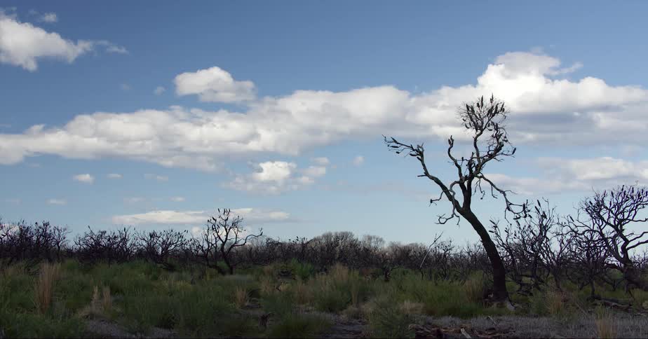 Trees stand in a field of plants and weeds with cumulus clouds in the sky