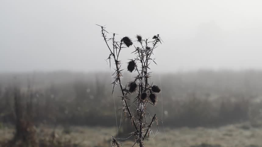 Close up view of a plant is displayed with fog
