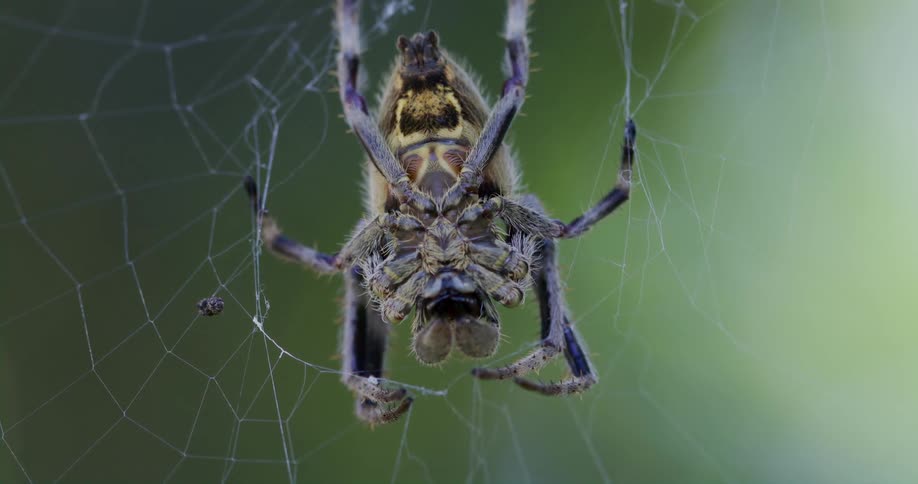 Close up of big spider on web
