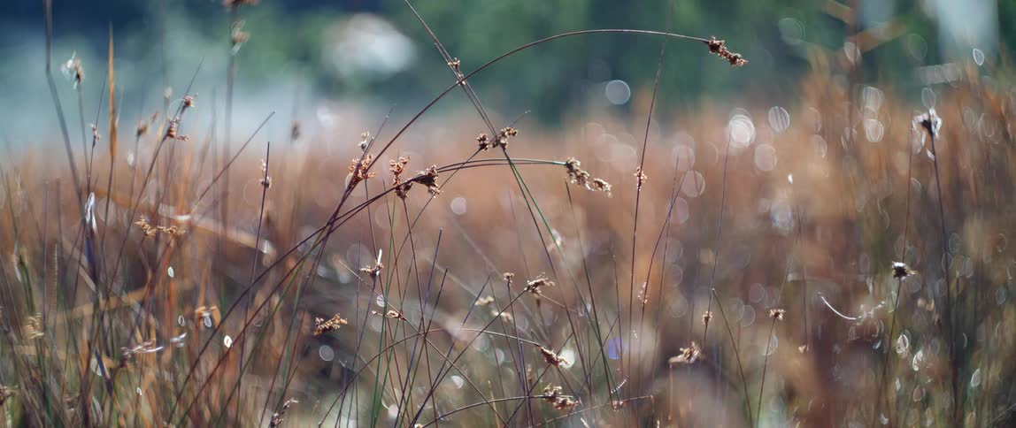 The sun shines on a field as an insect flies among the plants