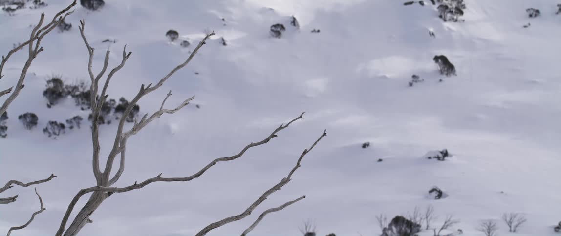 A bird perched on a bare tree branch and then diving to the ground