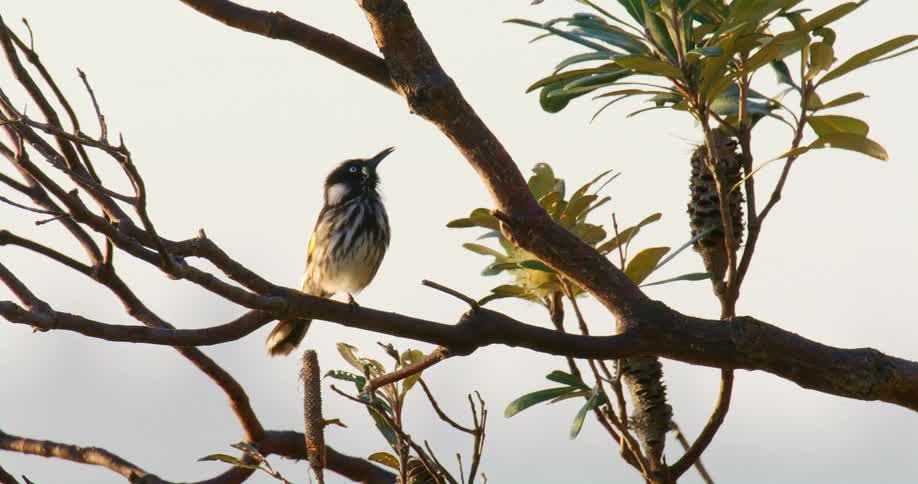 Bird standing on the branch of a tree takes flight in the afternoon