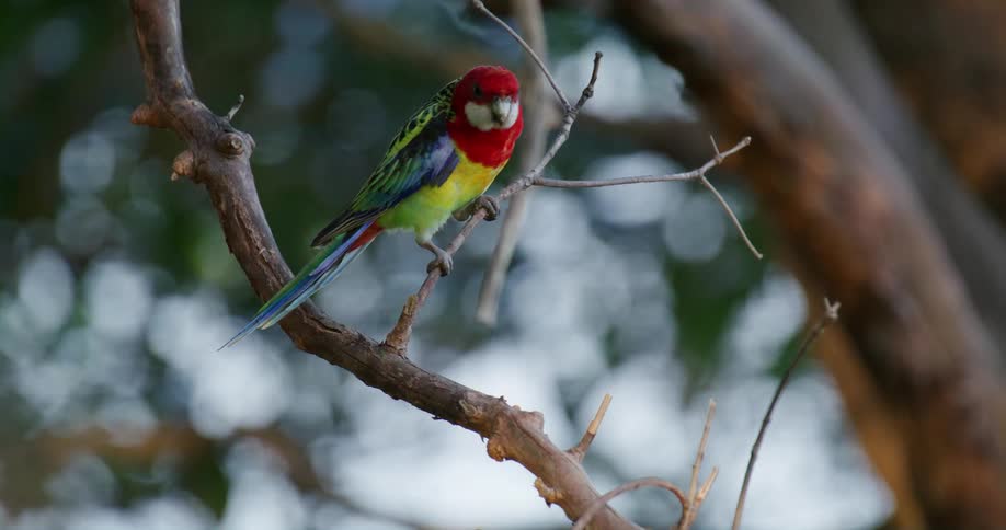 A colorful parrot sits on a branch in a tree