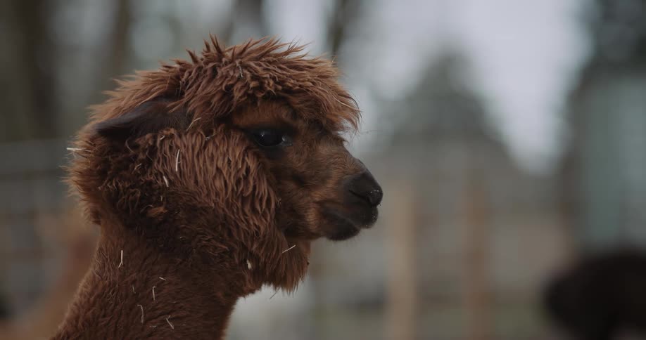 A tall pale llama walks past a shorter brown furred one in a fenced area