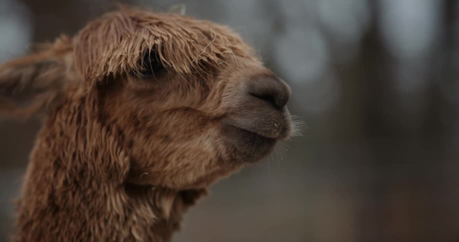 A brown llama with shaggy fur outside