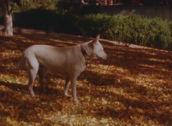 A dog is walking around outside in the middle of the day time