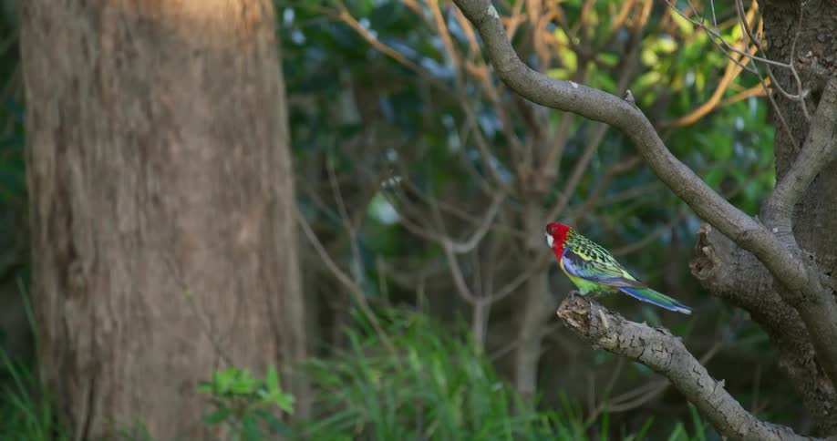 An Eastern Rosella parrot walks on a tree branch in the woods and flies away