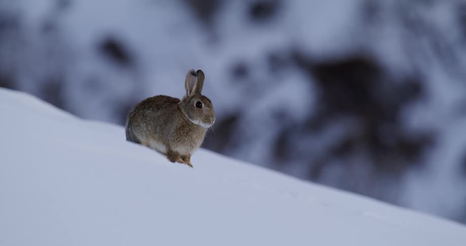 A bunny sits on a snowy hill