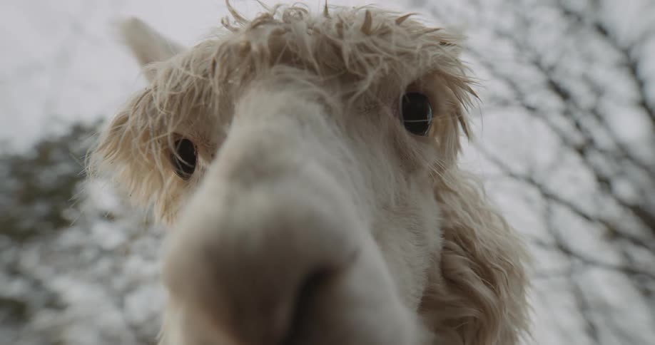 Shaggy llamas outside in the daytime