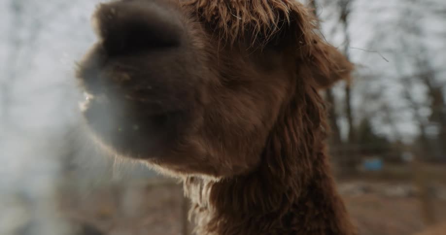 Close up of camel head eating in the field