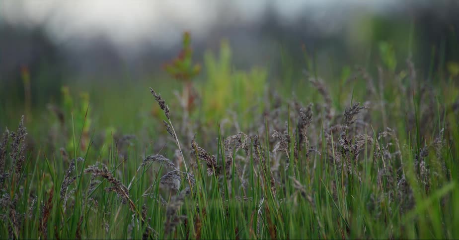 Close up of green grass with wild plants