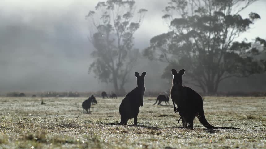 A pack of wallaby stand on the plain looking at the camera