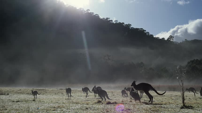 Kangaroos jump across the field near the mountain with forest
