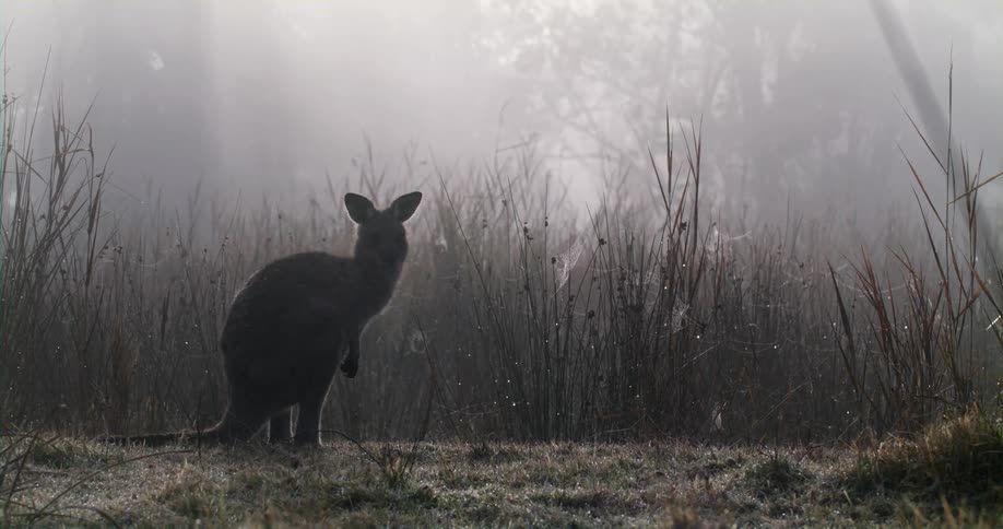 A kangaroo stands in a grassland