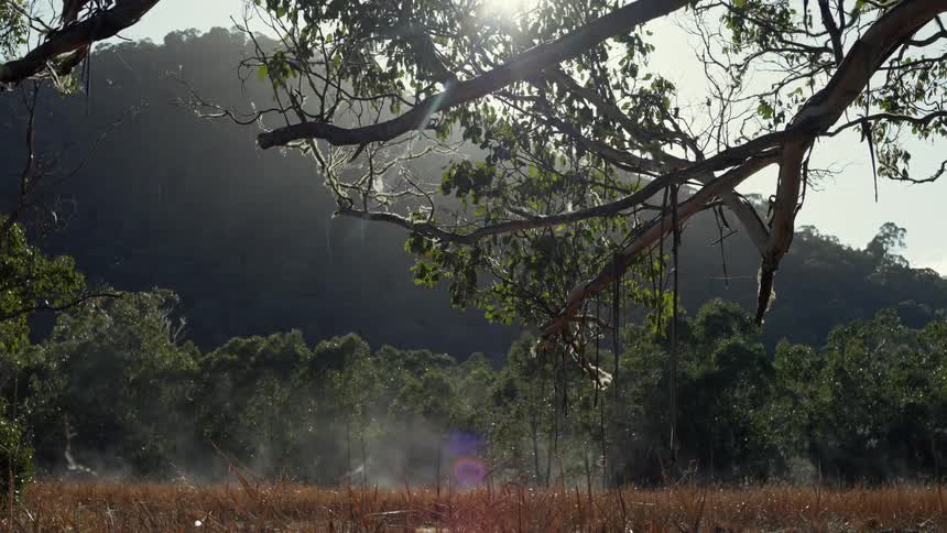 Sunlight shines over the tree branches of trees surrounding a field at morning