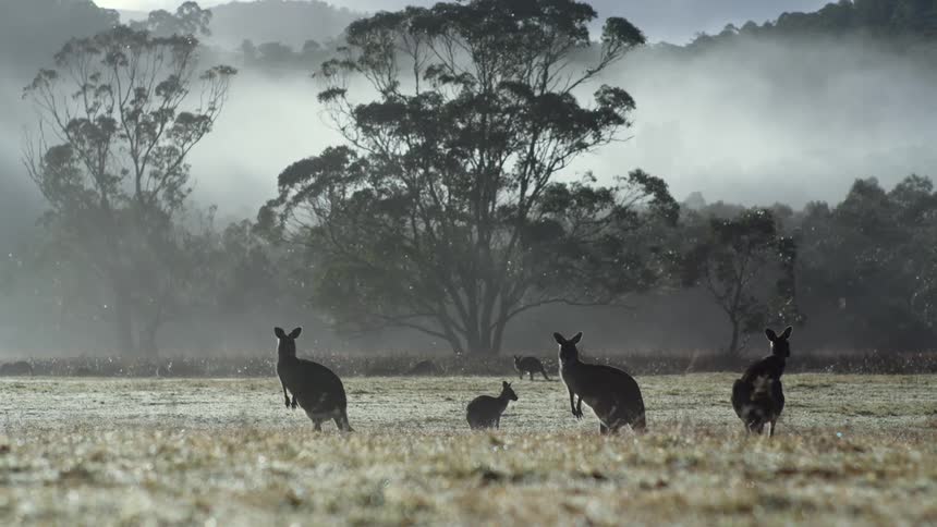 Kangaroos are in the wilderness during spring