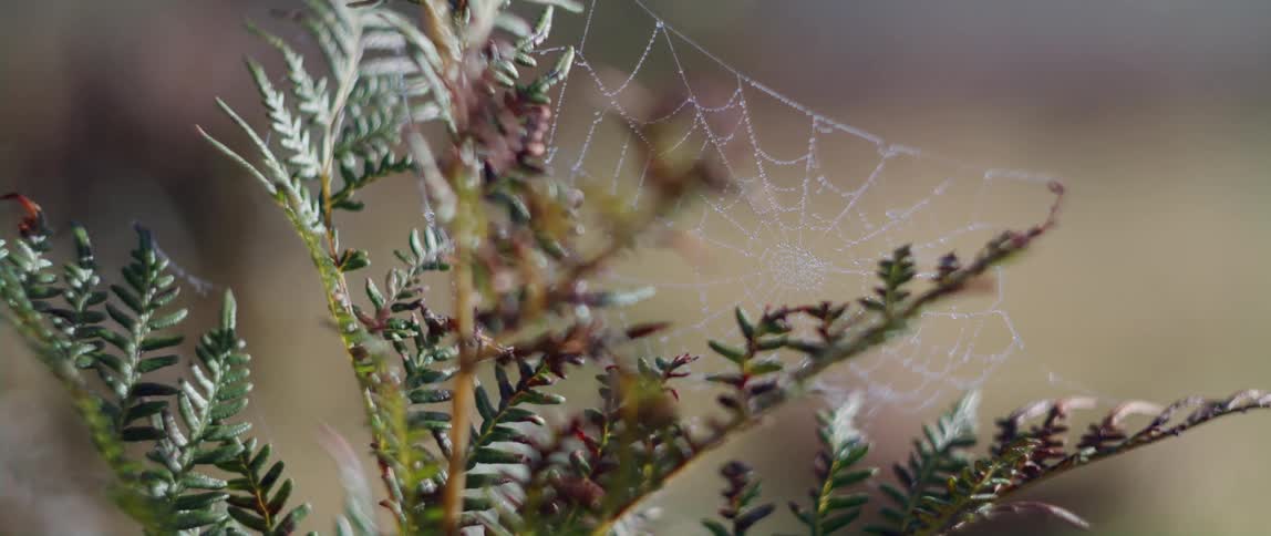 A spiders web in tree branches
