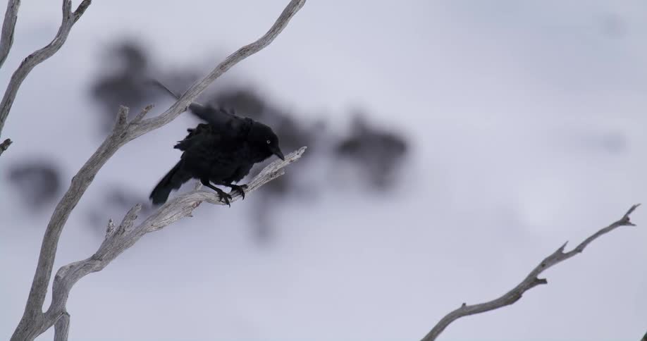 A bird sits in a tree and ruffles its feathers