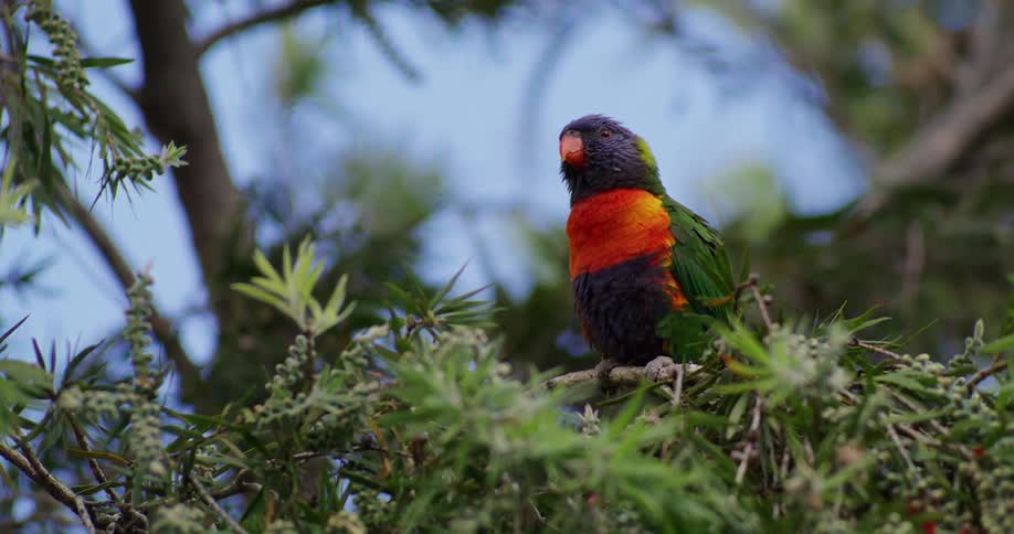 A colorful bird walks on a tree branch