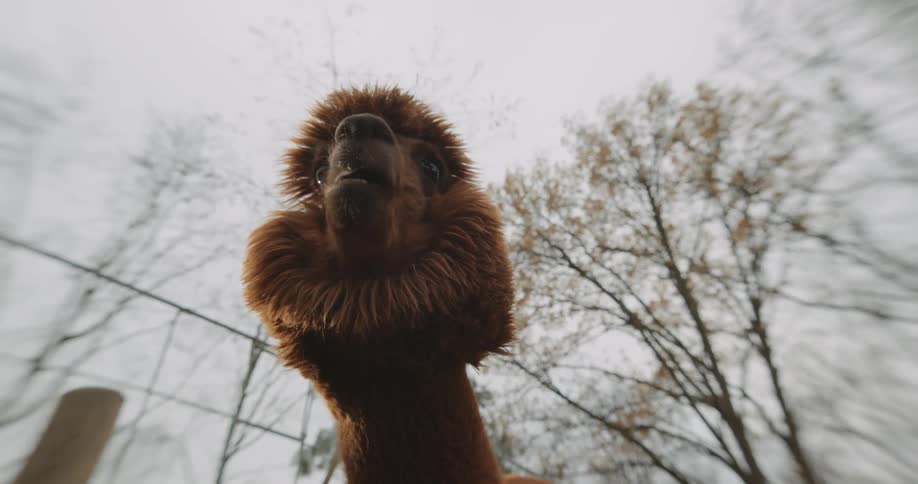 A furry brown llama chewing outside in the daytime