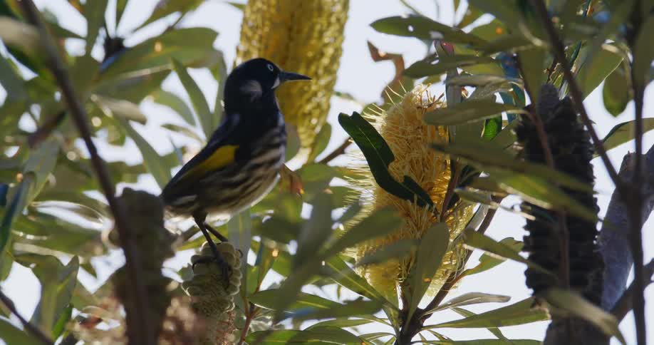 A small colorful bird perches on a plant and pecks at one of its yellow flowers
