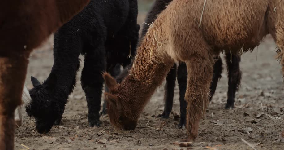 A herd of brown and black alpacas feeding from the ground at daytime