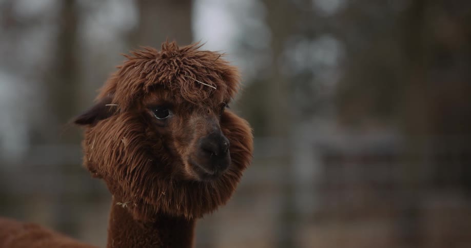 A llama is standing at a farm during the daytime