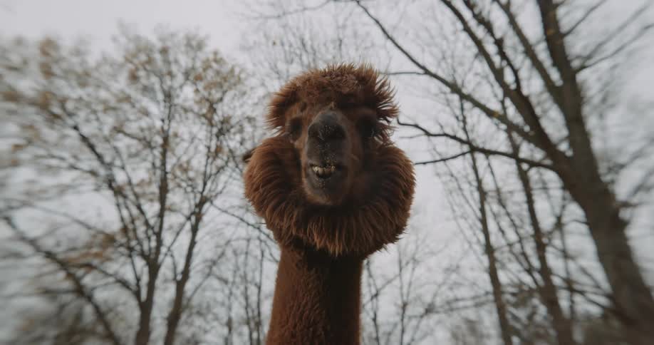 A furry camel looks into the camera while standing outdoors on a cloudy day
