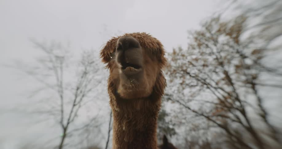 Close up of the head of a brown alpaca chewing in front of the camera