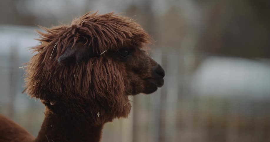 A view of an alpaca outdoors