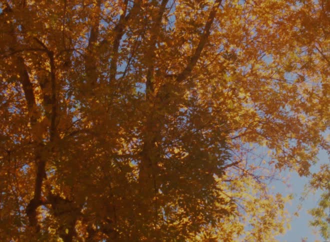 Close up view of trees during autumn season is displayed