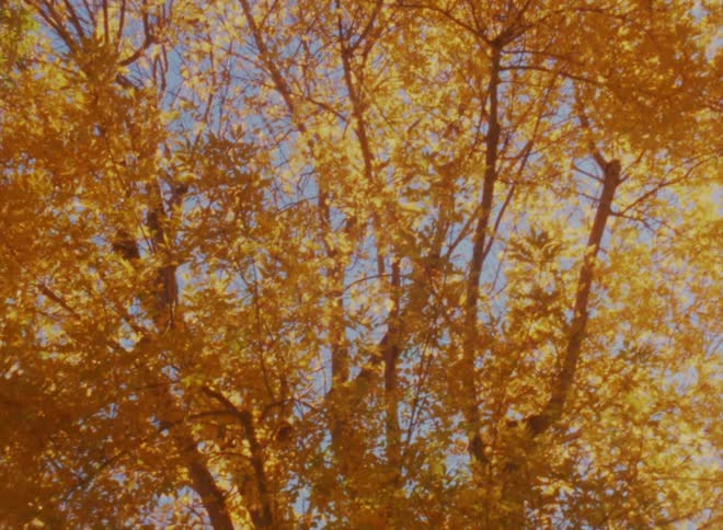 Fall foliage on trees contrasts with the blue sky on a sunny day
