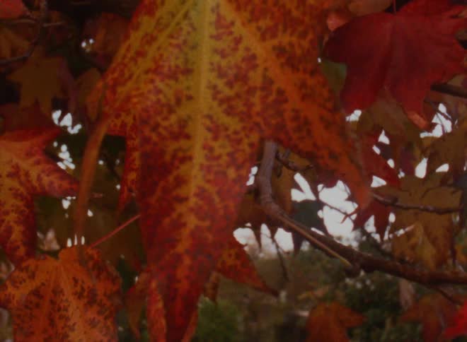 The leaves in the wind