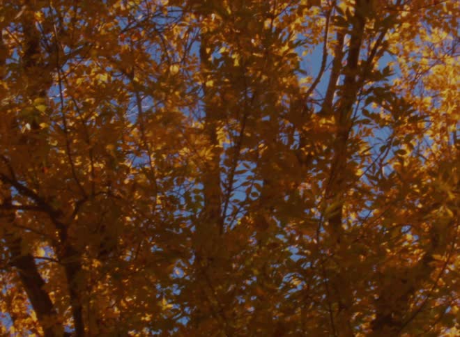 Sunlight filters through the yellowing leaves of trees at autumn