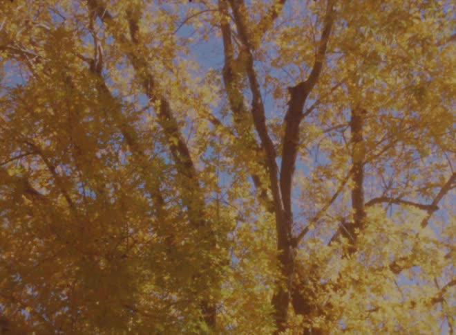 A large tree with yellowing leaves looms over a building during the day