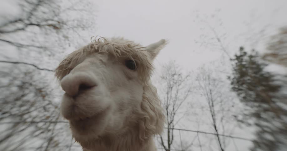 Close up of the head of an alpaca chewing fooc looking at the camera
