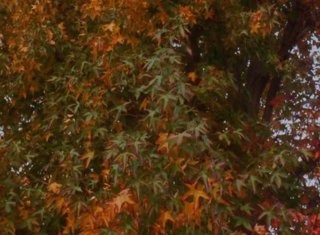 The wind is blowing the leaves on the tree
